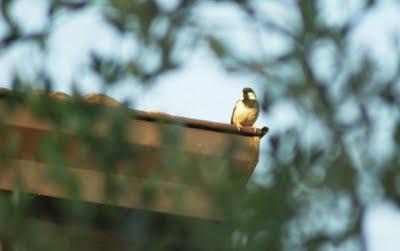 Un paio di scatti a: UN PASSEROTTO