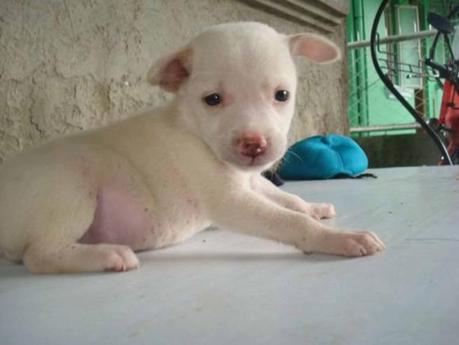 Cane steso come un pantalone