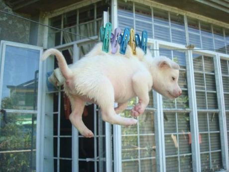 Cane steso come un pantalone