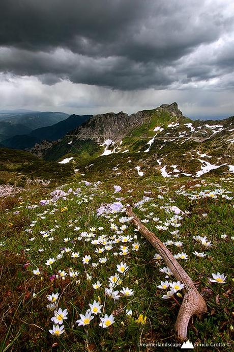 Lacrime Dal Cielo, Fiori Dalla Terra ...