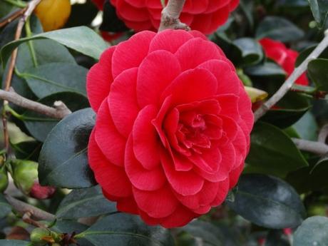 RECENSIONE: CAMELLIA OIL SERUM SANDAWHA RECENSIONE: CAMELLIA OIL SERUM SANDAWHA