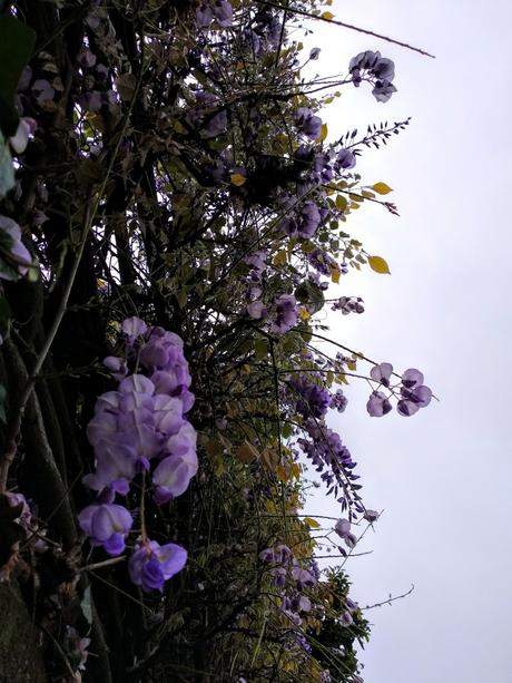 La ricetta dello sciroppo di fiori di Sambuco fiori viola