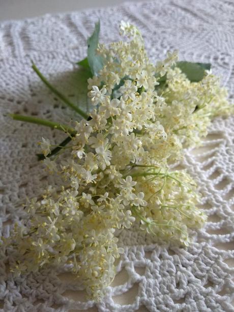 La ricetta dello sciroppo di fiori di Sambuco Fiori Sambuco