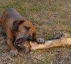Ossa ai cani: il monito della PDSA contro questa pratica Mai più ossa ai cani: il monito della PDSA