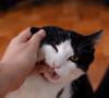 Il Gatto morde? Scopriamo quali possono essere i motivi Il gatto morde