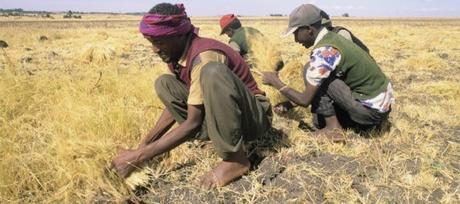 Teff: cos’è e come si cucina Teff: cos’è e come si cucina