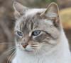 Gatto orecchie calde: come comportarsi in questi casi? gatto orecchie calde