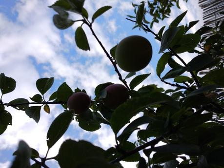 Come fare le prugne Umeboshi in casa Prunus mume