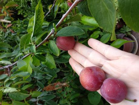 Come fare le prugne Umeboshi in casa Come fare le prugne Umeboshi in casa