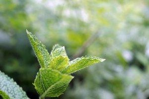 Gli oli essenziali: la menta piperita menta piperita