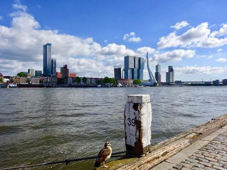 Cosa vedere a Rotterdam: la città dai mille volti Erasmus Bridge Rotterdam cosa vedere