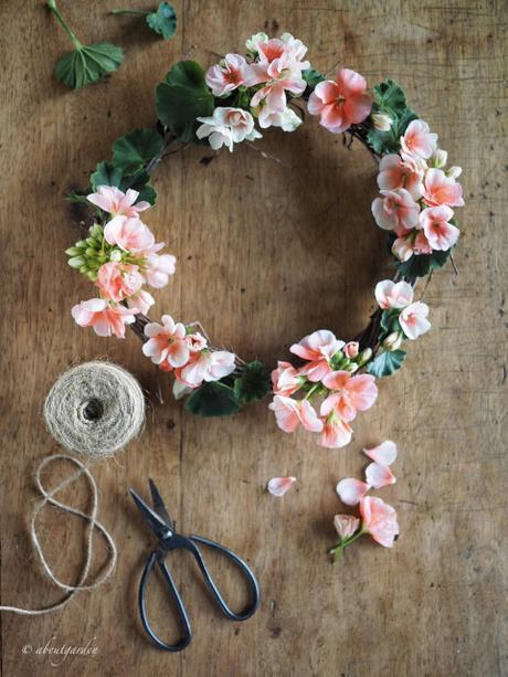 geranium vs pelargonium geranium vs pelargonium