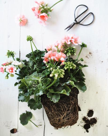 geranium vs pelargonium geranium vs pelargonium