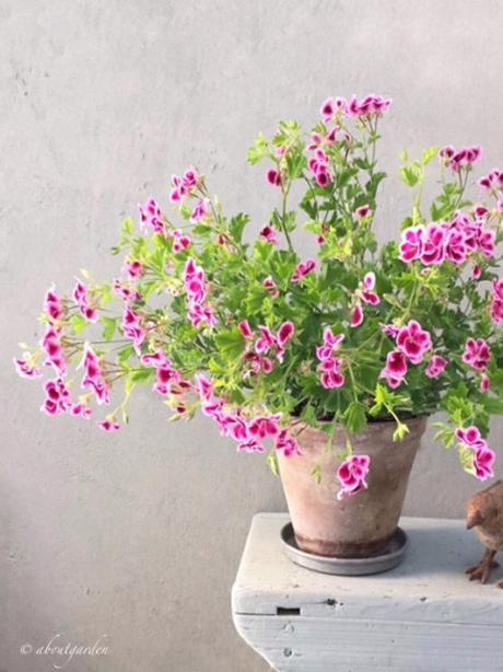 geranium vs pelargonium geranium vs pelargonium