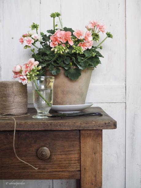 geranium vs pelargonium geranium vs pelargonium