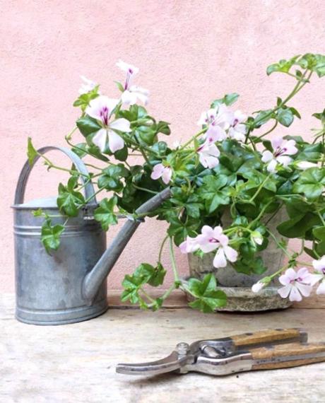geranium vs pelargonium geranium vs pelargonium