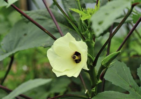 Come coltivare l’okra (o gombo) nell’orto di città e come cucinarla Come coltivare l’okra (o gombo) nell’orto di città e come cucinarla