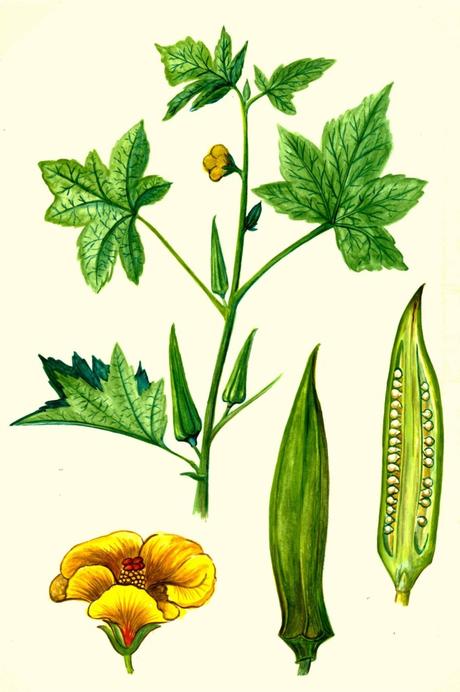 Come coltivare l’okra (o gombo) nell’orto di città e come cucinarla Come coltivare l’okra (o gombo) nell’orto di città e come cucinarla