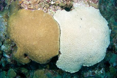 Bleaching dei coralli: cos’è e come possiamo impedirlo con piccole scelte quotidiane Bleaching dei coralli: cos’è e come possiamo impedirlo con piccole scelte quotidiane