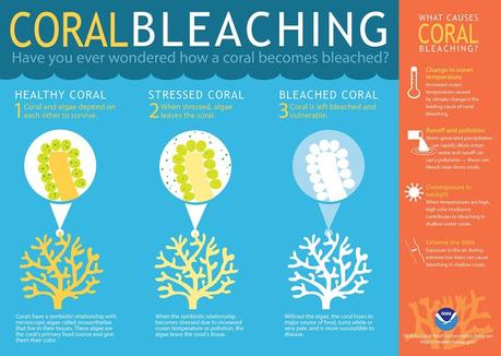 Bleaching dei coralli: cos’è e come possiamo impedirlo con piccole scelte quotidiane Bleaching dei coralli: cos’è e come possiamo impedirlo con piccole scelte quotidiane