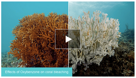 Bleaching dei coralli: cos’è e come possiamo impedirlo con piccole scelte quotidiane oxybenzone