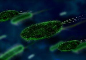 Il cibo contaminato provoca 200 malattie e 420mila morti ogni anno batteri