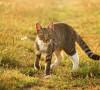 Gatto perde pelo estate: cosa devi assolutamente sapere? gatto perde pelo estate