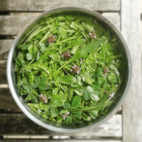 Foraging: il bello del cibo selvatico Foraging: il bello del cibo selvatico