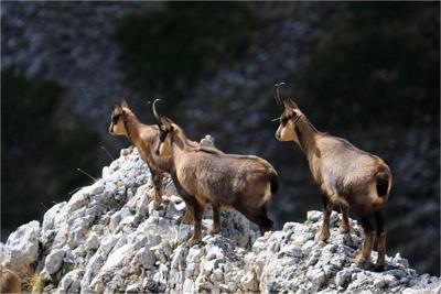 Il ritorno del camoscio appenninico, popolazione in aumento del 45% Il ritorno del camoscio appenninico, popolazione in aumento del 45%
