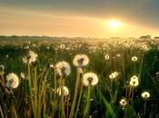 Poesie vetrina achab