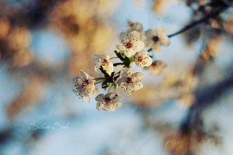 I giardini di Marzo si vestono di nuovi colori