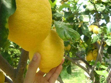 { Realizzare un Oleolito al Limone } ♥