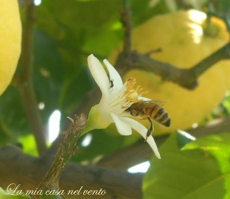 { La Zagara e le Api } ♥
