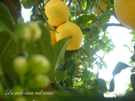 { La Zagara e le Api } ♥