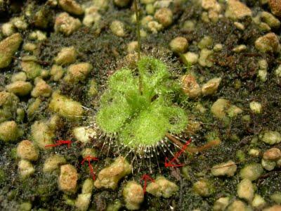 Drosera burmanii