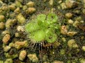 Drosera burmanii
