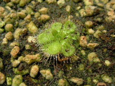 Drosera burmanii