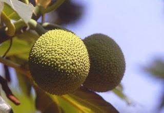 Il Milione 47: Leocorni e alberi del pane.