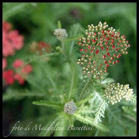 Achillea fiorita