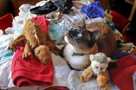 Stash rubato: Dusty il gatto si siede tra i giocattoli e altri oggetti che ha rubato dai vicini