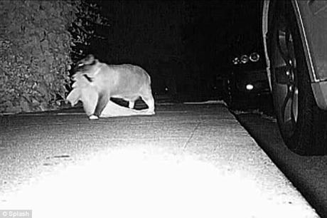 Ruba: Vicini mantenere un orologio per il gatto, ma le sue vittime non hanno intenzione di file rapporti di polizia