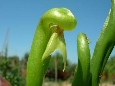 Darlingtonia californica