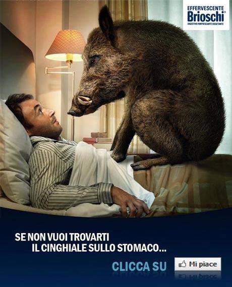 Il cinghiale è social.