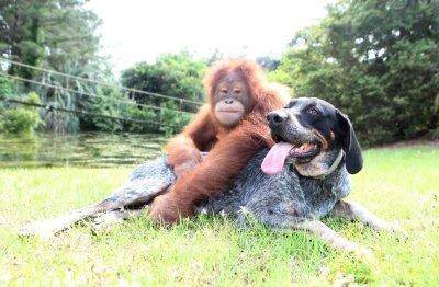 SURYIA & ROSCOE... L'ORANGO E IL CANE SONO AMICI PER LA PELLE