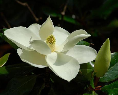 Fiori di magnolia impanati