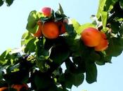 albicocche