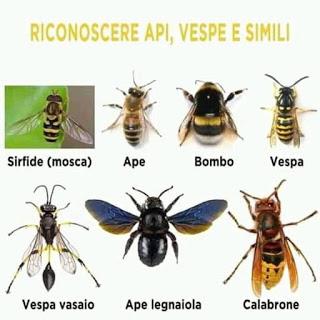 Vespe, api e calabroni. Come difendersi dalle loro punture Vespe, api e calabroni. Come difendersi dalle loro punture
