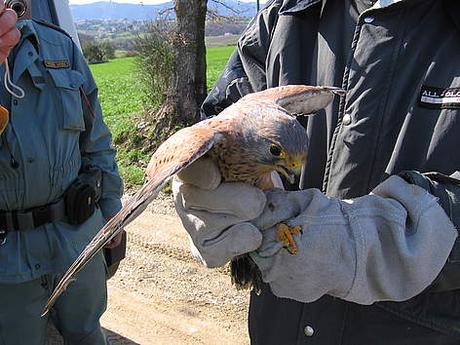 La caccia non è la minaccia numero uno ma rappresenta l’ennesima aggressione alla fauna. La caccia non è la minaccia numero uno ma rappresenta l’ennesima aggressione alla fauna.