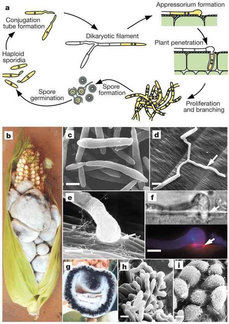 Funghi del mais e dieta dei nativi americani Ciclo dell' Ustilago maydis. Insights from the genome of the biotrophic fungal plant pathogen Ustilago maydis
