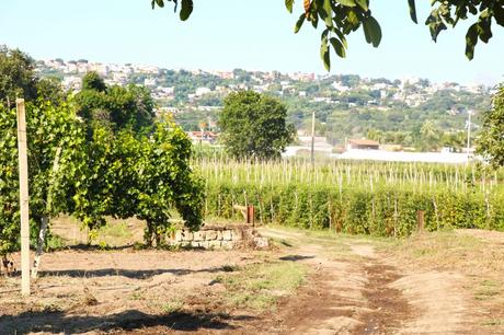 Alla scoperta del Pomodoro Cannellino Flegreo e del Parco Archeologico di Cuma Alla scoperta del Pomodoro Cannellino Flegreo e del Parco Archeologico di Cuma